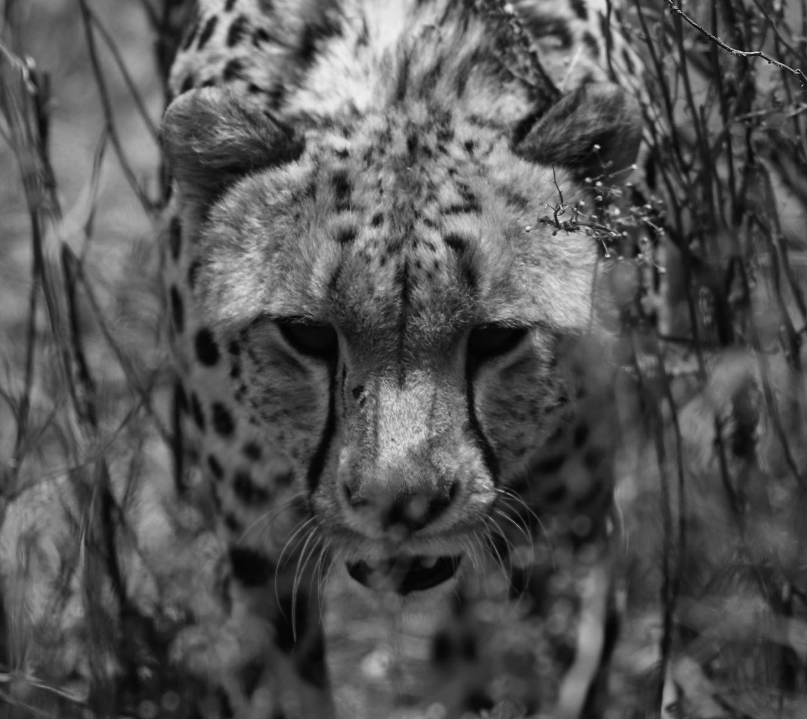 Katze