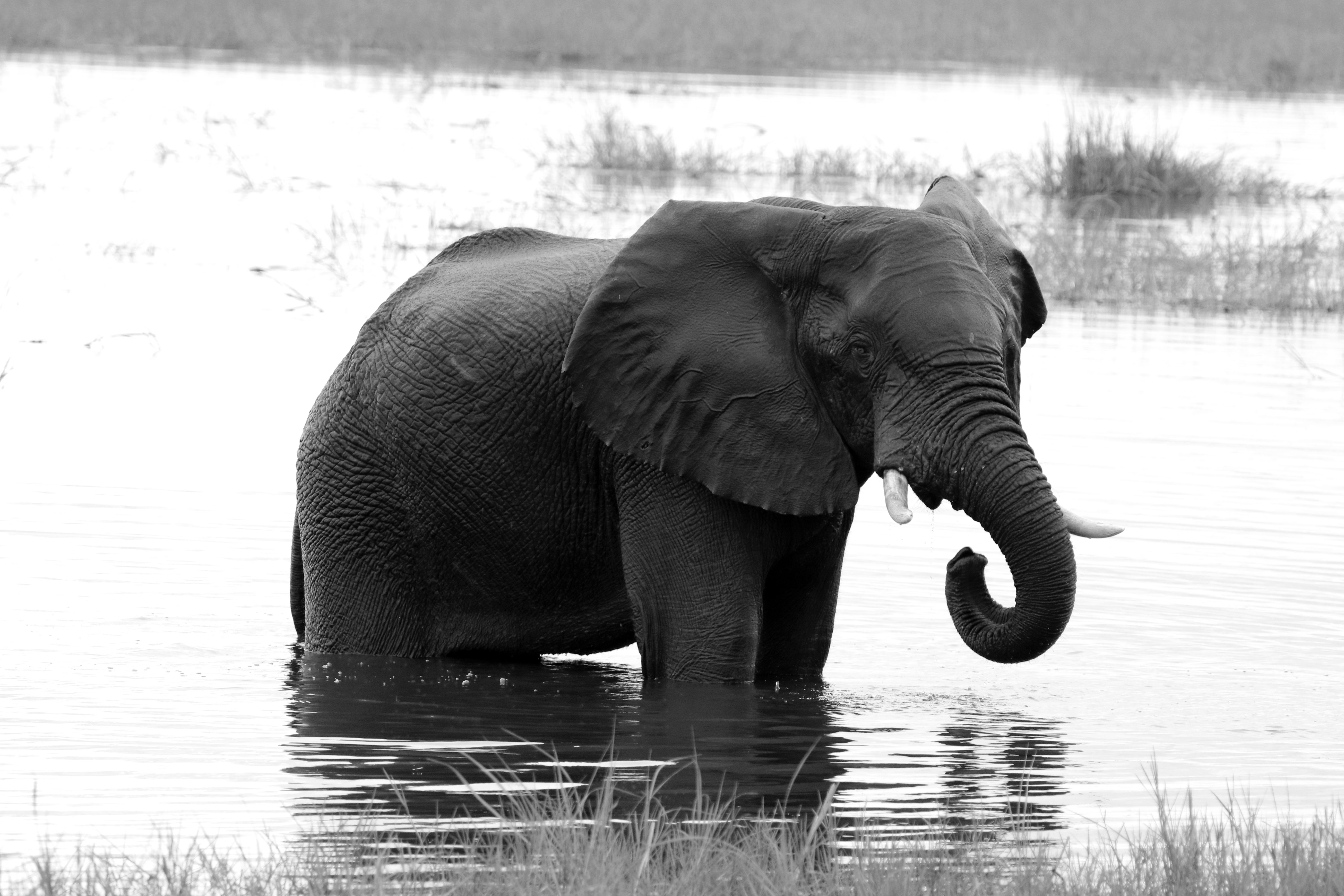 Elefant