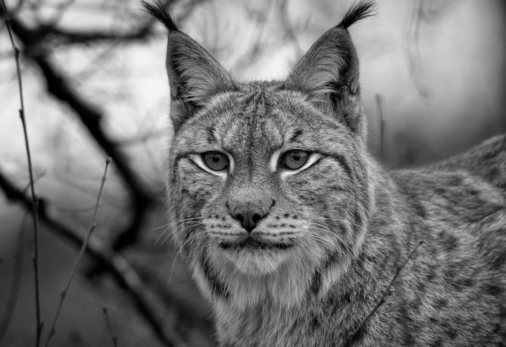 Luchs